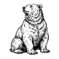 A bear is sitting on the ground with its head up vector