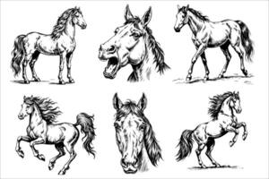Set of vintage horse sketches with various poses and head angles vector