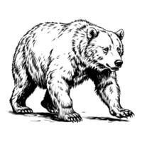 A bear is walking on a path vector