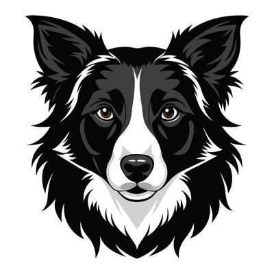 Border Collie dog Front view of head silhouette illustration White Background