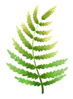 Fern leaf with trendy noisy texture vector