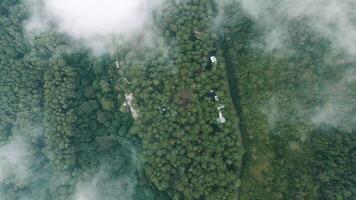 An aerial view of a forest with trees and clouds video