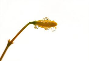a yellow flower with water droplets on it photo