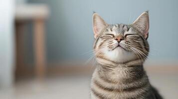 A cheerful cat with a content expression, sitting calmly against a soft blue background, exuding happiness and tranquility. photo