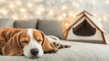 Glamping with a dog requires safe and comfortable travel. A cozy beagle dog sleeping peacefully on a sofa, with a soft background of fairy lights and a pet house nearby. photo
