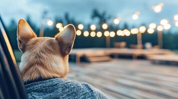 Glamping with a dog requires safe and comfortable travel. A dog gazes at softly lit outdoor string lights, creating a cozy and serene atmosphere in a natural setting. photo