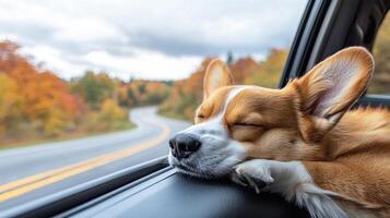 Ensure your dog's comfort during every car ride. A sleepy corgi rests its head on a car window, surrounded by vibrant autumn foliage and a winding road, capturing a moment of tranquility on a journey. photo