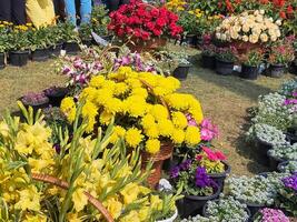 A large display of flowers in baskets on the grass photo