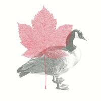 Vintage-Style Illustration of a Canada Goose with Canadian Maple Leaf, Featuring a Halftone Riso Print Effect vector