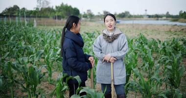 Handheld shot, Two Asian women standing talking in a cornfield and enjoying the view in front of them on a cold morning. video
