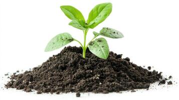 A Small Green Plant Sprouting from Dark Soil. photo