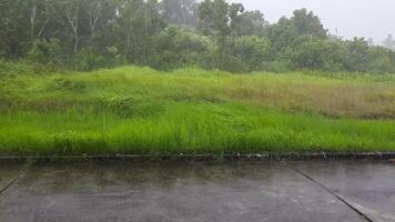 Heavy rain with strong winds bending grass and trees in the backyard. Extreme weather conditions with wet pavement and lush greenery under rainfall video