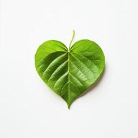 Minimalist nature design featuring a single green leaf on white background photo