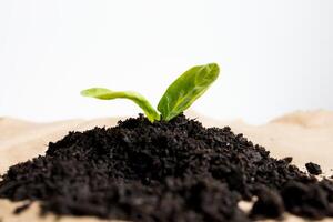 Young green plant sprouting from rich soil for growth and renewal photo