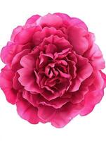 Top view of a peony in full bloom highlighting minimalist design for floral decoration photo