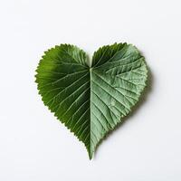 Minimalist green leaf composition for nature and eco friendly design photo