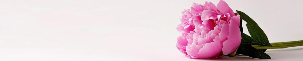 Minimalist peony composition with solitary bright pink flower on white background photo