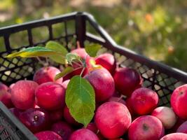 Freshly harvested red apples in a crate with green leaves in sunlit orchard photo