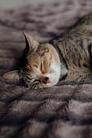 A cat sleeping on a bed photo