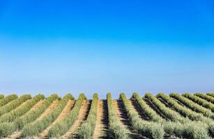A field of trees photo