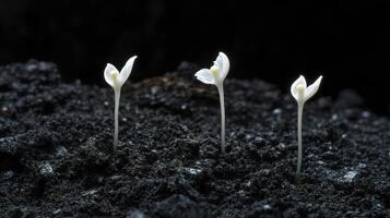 Three delicate seedlings sprouting from dark, rich soil. photo