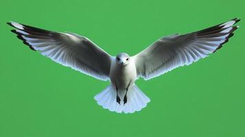 A majestic seagull soaring against a bright green background. photo