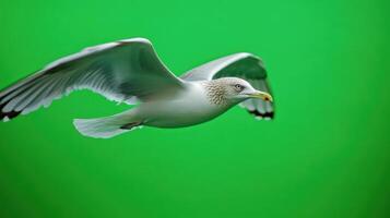 A seagull in flight against a bright green background. photo
