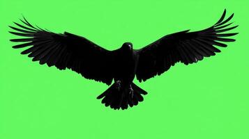 A silhouetted raven in flight against a vibrant green background. photo