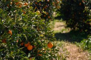 Vibrant orange grove basking in sunlight during a warm afternoon harvest in the countryside photo