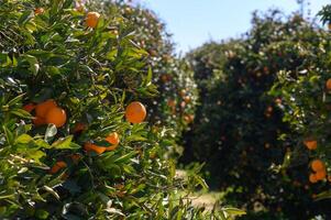 Lush orange grove bursting with ripe fruit on a sunny day in a tranquil countryside setting photo