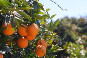 Ripe oranges glistening under the bright sun in a lush orchard on a clear day photo