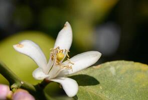 Vibrant citrus blossom captivating nature in a sunny garden during the afternoon photo