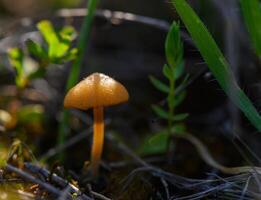 Curious golden mushroom peeking through grass in serene forest during golden hour photo