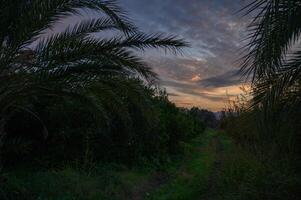 Tranquil evening stroll through lush palm trees at sunset with vibrant clouds in the sky photo