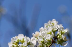 Blossoming pear tree against a clear blue sky in early spring photo