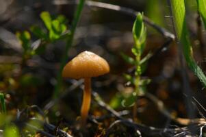 Golden mushroom emerges from lush greenery under the warm sunlight in a serene forest setting photo