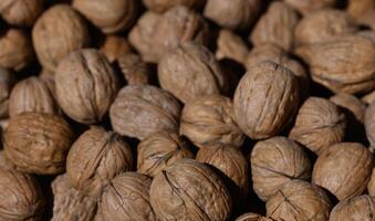 Nuts gathered for harvest in a rustic setting during the golden hour photo