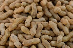 Pile of freshly harvested peanuts resting in the warm sunlight at a local farm in autumn photo