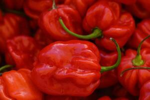 Vibrant red habanero peppers arranged artfully at a local market in the heart of summer photo