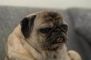 Charming pug relaxing on a cozy couch, capturing the essence of lazy afternoons in a warm living room photo