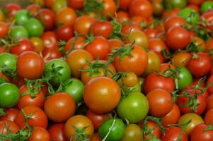 Vibrant display of fresh tomatoes ready for harvest during a sunny afternoon at a local farm photo