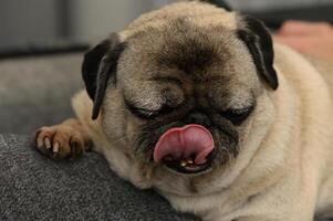 Pug enjoying a cozy moment while licking its lips in a warm indoor setting during the evening photo