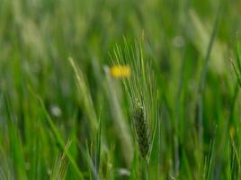 Golden grains shimmer in the sunlit field during the vibrant spring harvest season photo