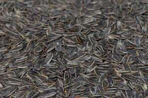 Harvested sunflower seeds spread out on a textured surface for drying and sorting in a rustic setting photo