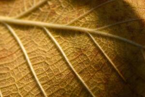 Intricate i of golden leaf illuminated soft sunlight in a tranquil forest setting photo