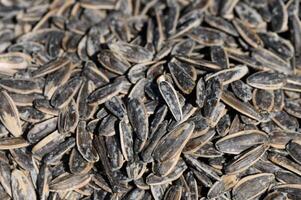 Sunflower seeds scattered across a rustic surface creating a textured pattern in natural light photo
