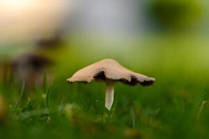 Delicate mushroom stands tall on lush green lawn under soft sunlight in the early morning photo