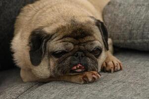 Pug relaxes comfortably on a cozy gray couch while enjoying a lazy afternoon nap photo