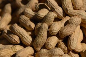 Freshly harvested peanuts lying in a sunny field ready for processing and packaging photo