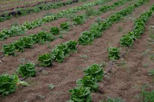 Fresh lettuce rows thrive in lush green earth under soft sunlight during a bright afternoon in a tranquil farm field photo